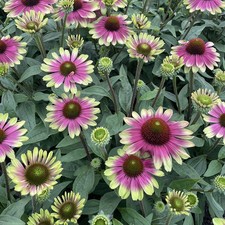 Echinacea Sweet Sandia Bicolour Coneflower Hardy Cut Flowers Pollinator 2L
