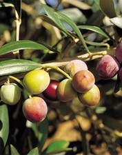 Pianta di Olivo Arbequina Certificata di 2 anni H 170 cm