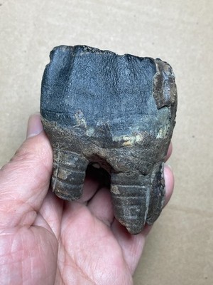 184g Beautiful Ice Age tooth collection