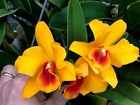 Slc. Jewel Box `Yellow' RARE Cattleya Orchid Plant — photo 1