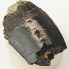 c.f. Carcharodontosaurus 1.33