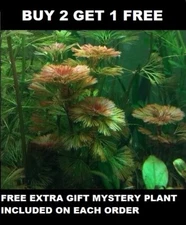 Cabomba Purple  Live Aquarium Plants Bunch planted tank  BUY 2 GET 1 FREE 