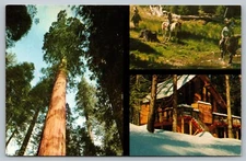 Postcard Big Trees Forest Calaveras County Sierra Forests California c: 1972