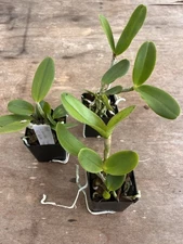 Cattleya Caudebec ‘Fuerte’ x C. Benin ‘Major’ 2” Seedling