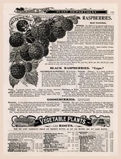 11222.Decor Poster.Room Interior design vintage wall.Raspberry farm.Garderner