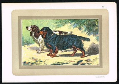 Black Cocker Spaniel (Black Spaniel) - antiker französischer Hundemuster um 1900