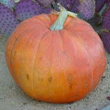 1/4 Lb Big Max Pumpkin Seeds - Everwilde Farms Mylar Seed Packet