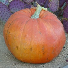 1/4 Lb Big Max Pumpkin Seeds - Everwilde Farms Mylar Seed Packet