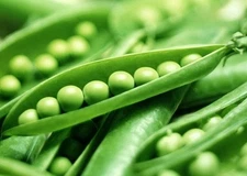 Green Pea Seeds, Super Sugar Snap, Non-Gmo, Heirloom Peas,Fall Or Spring, 75ct