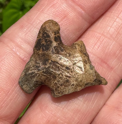 GRANDE PERFORATORE DI SABBIA BOLEN SMUSSATO FLORIDA ARTEFATTO PUNTA DI FRECCIA RELIQUIA AUTENTICA - Foto 2 di 3