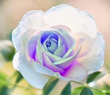 50Pcs Rare German White Delight Rose Flower.