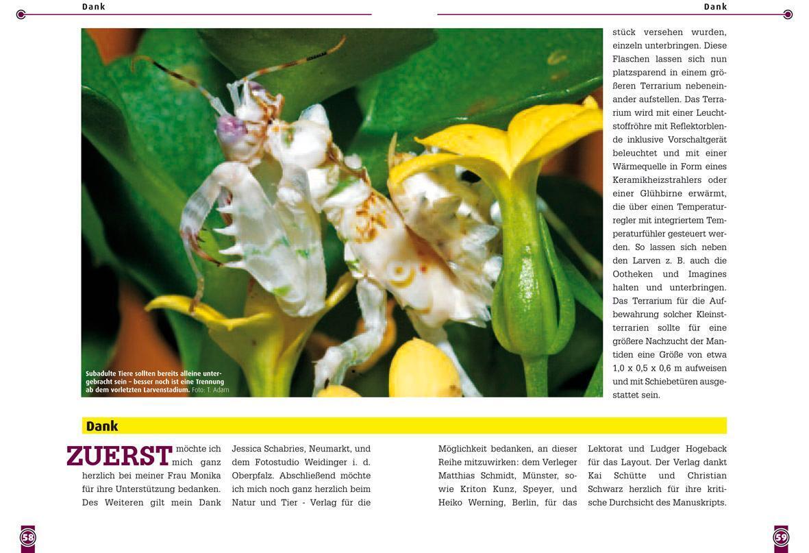 Thumbnail - Blütenmantiden (gattungen Pseudocreobotra & Creobroter), Stephan