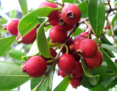 Strawberry Guava Tree/Shrub (Cattley Guava) - 6-12" Tall Live Plant - 2" Pot - Picture 3 of 6
