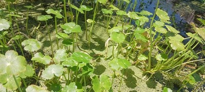 Pennywort plant  - MINIMUM ORDER (MUST order at least 8 plants)