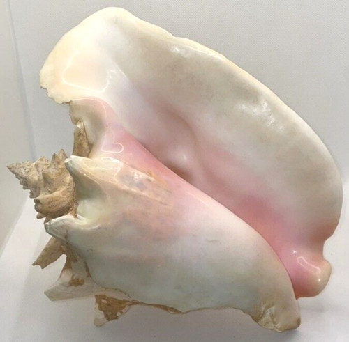 Large Conch Seashell Pink White L9.25”x H7.75 Ocean Beach Marine Home Decor