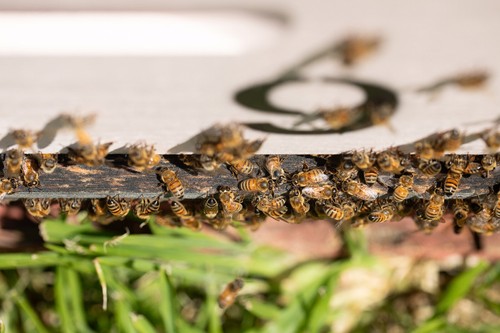 Creamed, Raw Australian Honey Direct From The Beekeeper 500g -FREE SHIPPING- - Picture 8 of 8