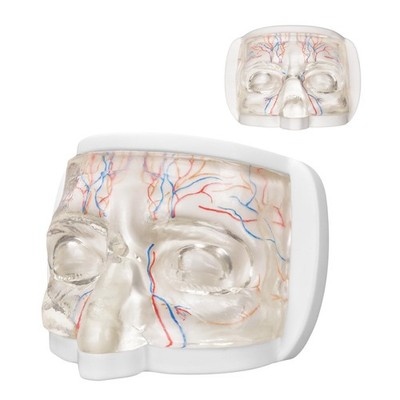Eye Anatomy Training Model with Transparent TPE and Simulated Blood Vessels, ...