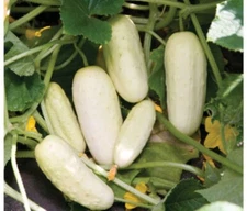 25+SEEDS ORGANIC Salt & Pepper cucumber seeds I NONGMOBuy2get1FREE! (add2incart)