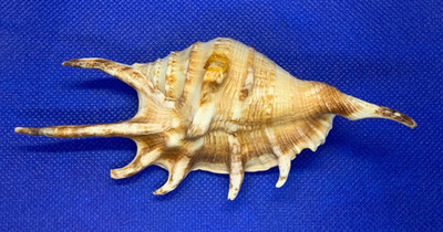 Spikey Seashell Knick-Knack