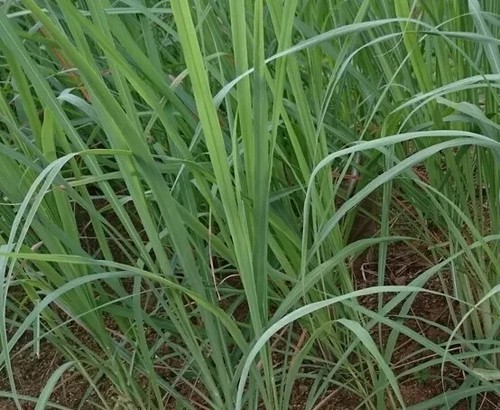 Herb plants, garden ready, 9cm pots lots of choice - Picture 156 of 298