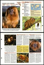 Golden Lion Tamarin #120 Mammals Wildlife Fact File Fold-Out Card