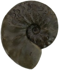 Trias  Ceratites sublaevigatus  Ausgezeichneter Ceratit  Lindach  123-10