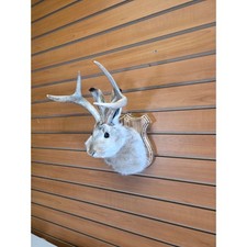 FHJK16 - Jackalope Head Taxidermy Mount