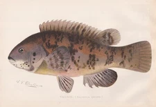 Original Antique Fish Print: Tautog or Blackfish by Sherman Foote Denton 1901