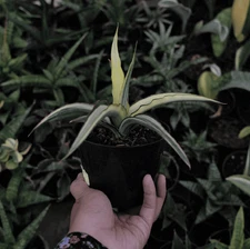 Sansevieria Midnight Fountain Variegated White Rare Uniqe Snake Plant