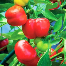 Pimento Pepper Seeds - For 2025 Planting Pimiento 100 Scoville Units Mild Sweet