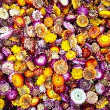 55-60 PCS Dried Daisy Flower Heads Multicolor Chrysanthemum DIY Craft