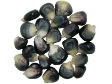 Maïs Noir Bio - Zea Mays Convar. Saccarata L. - SEM02