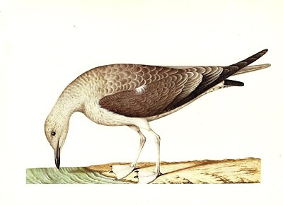 1977 VINTAGE LAROUSSE ''COMMON SEA GULL'' SEAGULL GORGEOUS COLOR Art Lithograph