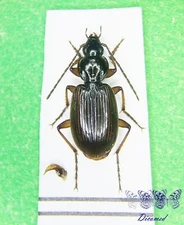 Coleoptera Carabidae Agonum (Agonum) sordidum gridellii Male High Quality Italy