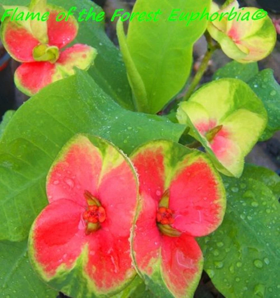 Euphorbia Milii Crown of Thorns FLAME of the FOREST Corona d'Cristo Thai Hybrid - Image 4 of 4