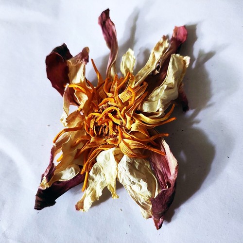 500g Organic Ceylon Hand Picked White Lotus Flowers Nymphaea lotus Herbal Tea - Picture 4 of 7