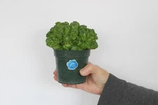 mammalaria bocasana monstrous FRED