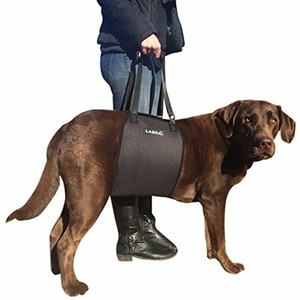 labra dog sling