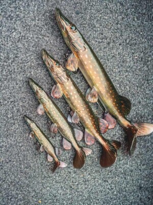 FOX Rage Ultra-Realistic Naturals PIKE Replicant Lure - 3 Size Options