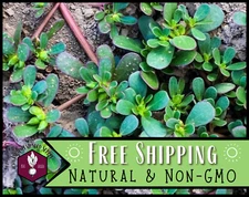1400+ Green Purslane Seeds Vegetable Gardening Seed, Heirloom, Non-GMO, USA