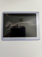 2024 Topps Allen & Ginter Dwarf Mongoose X-Ray #XR-14