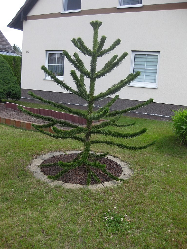 Picture 6 of 8