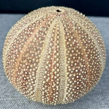 Ben Rickert Large 4" Natural English Channel Sea Urchin Pomander Air Freshener