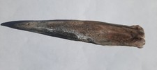 BONE VALLEY MASSIVE GIANT FISH FOSSIL FLORIDA FOSSILIZED FL  TAIL DORSAL SPINE