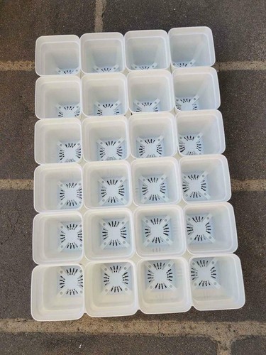 100pcs x 7cm Succulents and Plant Propagation Seedling Nursery Pots - White - Picture 2 of 3