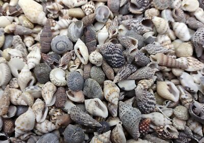 Extra Tiny Seashell Assorted Ocean Mix Approx. 1 cup +/-125 shells 0.25+ inches