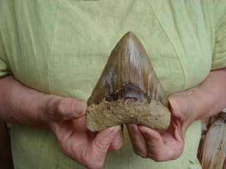 Haizahn Megalodon 11 cm Indonesien