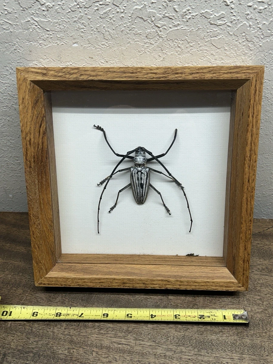 Batocera for sale | eBay