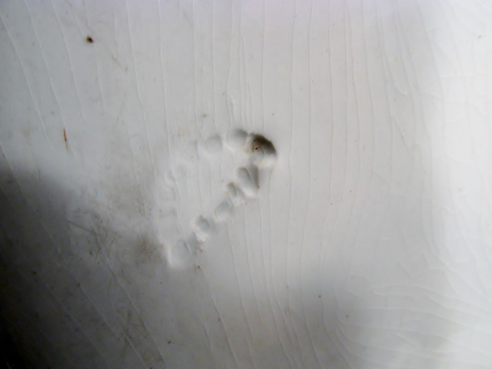 Antique SAMPSON BRIDGWOOD Anchor SBS Ironstone INDIAN TREE 15.75" Oval Platter