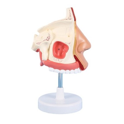 Anatomical Nasal Cavity Model Life Size Nasal Anatomy Model Model